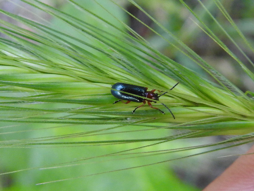 Oulema melanopus/duftschmidi