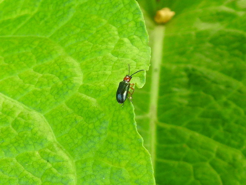 Oulema melanopus/duftschmidi