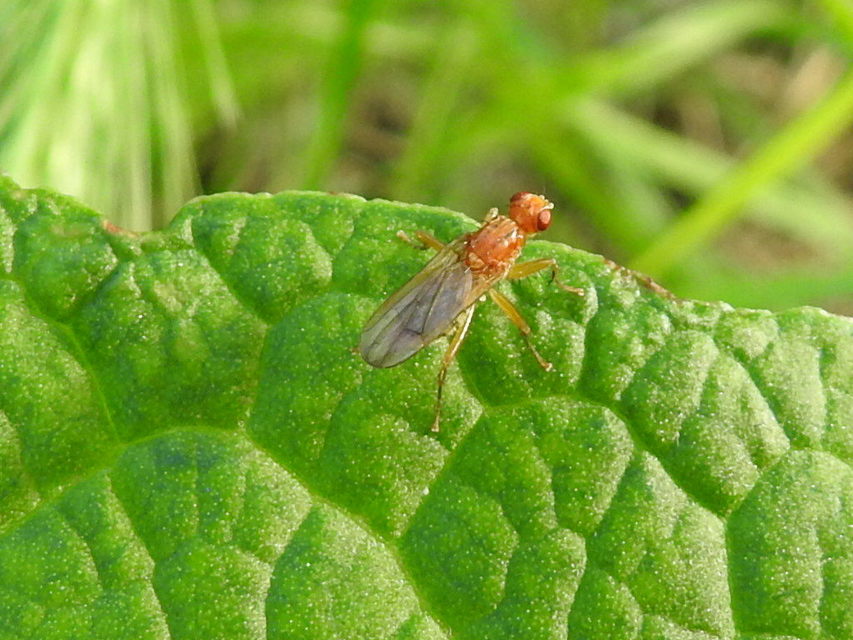 Scathophagidae