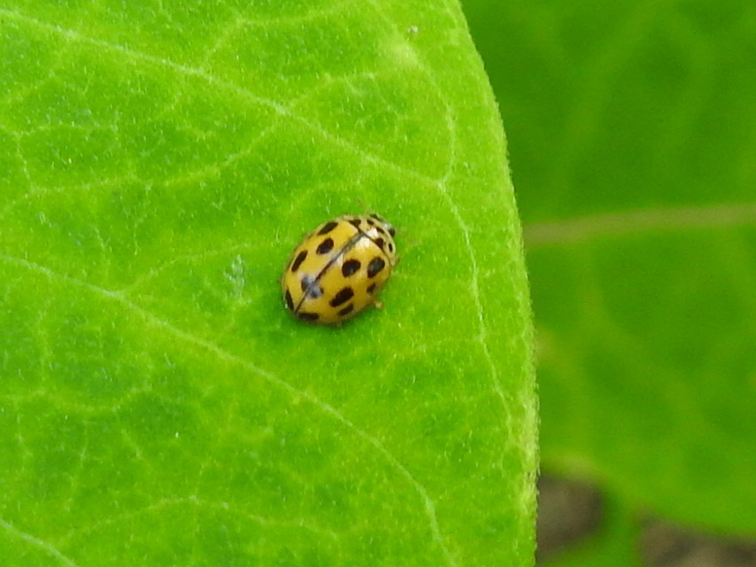 Propylea quatuordecimpunctata - tizennégypettyes füsskata