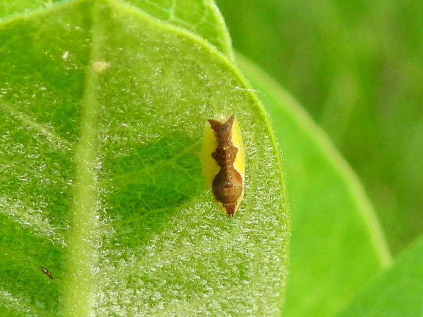 Platymetopius
