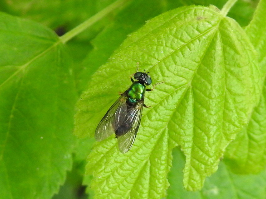 Chloromyia formosa - közönséges fémeslégy