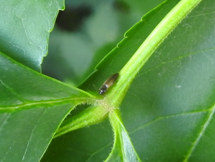 Adrastus
