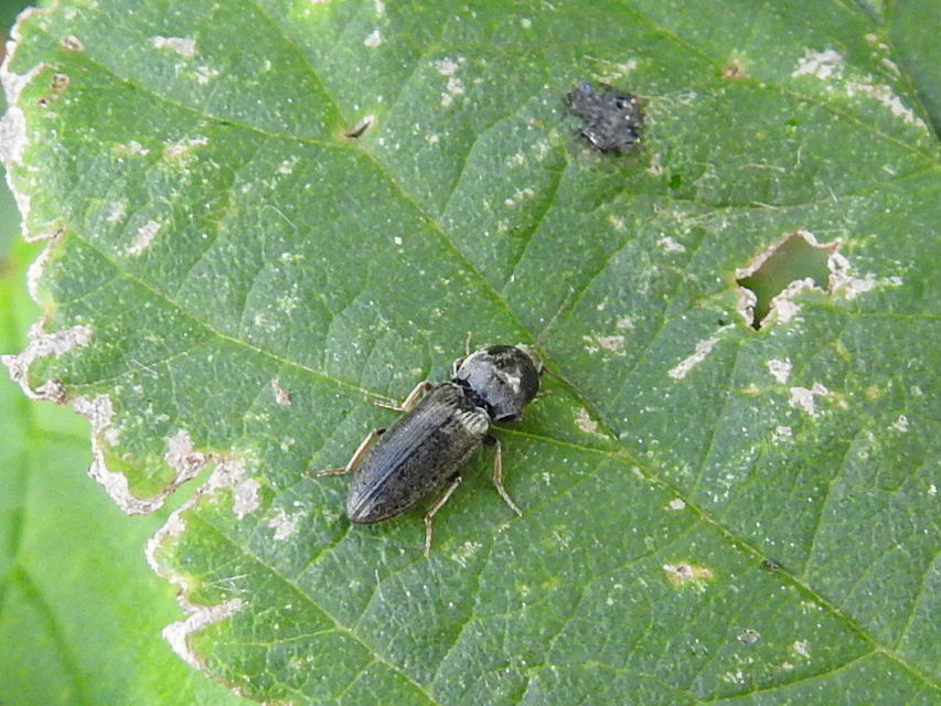 Dicronychus
