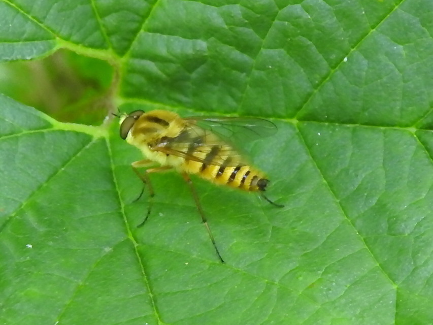 Thereva aurata - aranyos tőröslégy