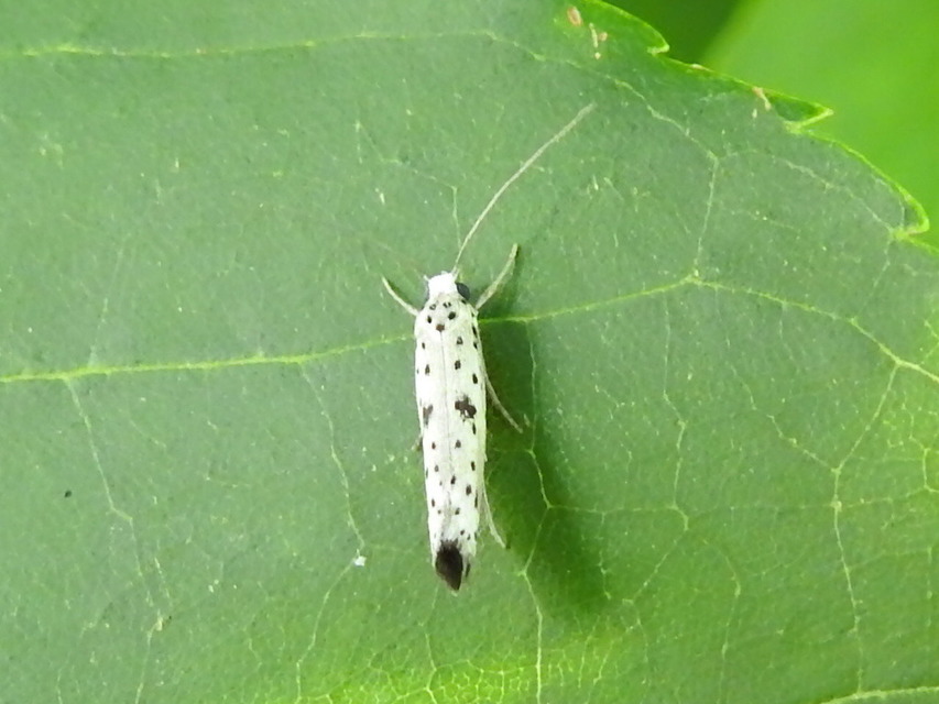 Yponomeuta plumbella - pókhálós bengemoly