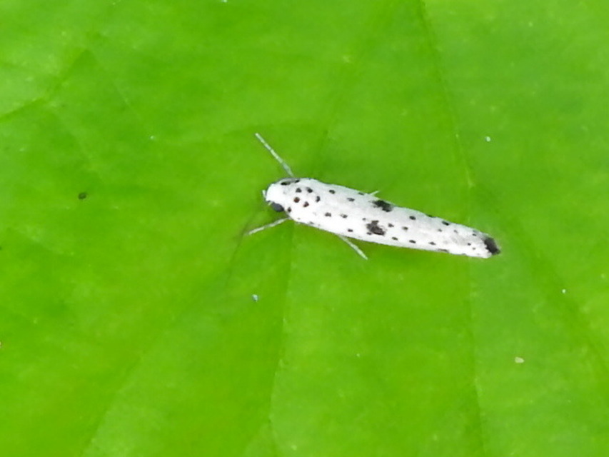 Yponomeuta plumbella - pókhálós bengemoly