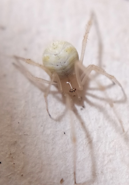 Heterotheridion nigrovariegatum - fehér törpepók