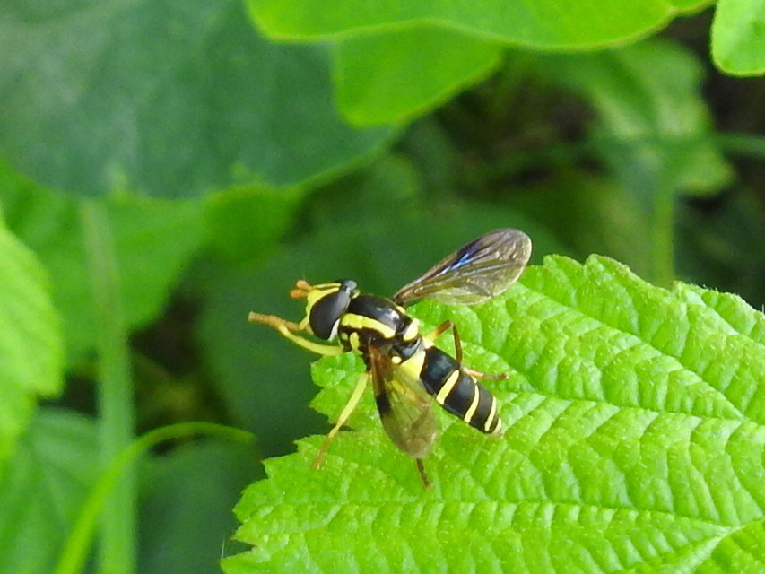 Xanthogramma pedissequum - gyakori oldalsávoslégy