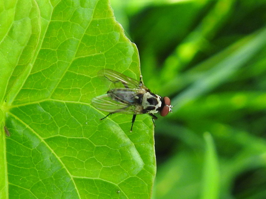 Anthomyia