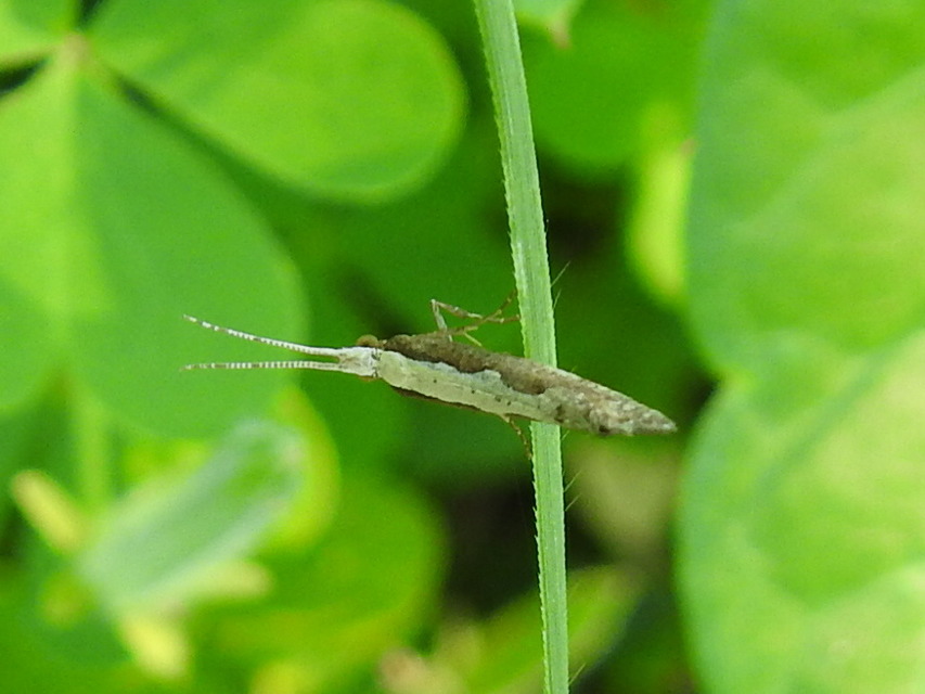Plutella xylostella - káposztamoly