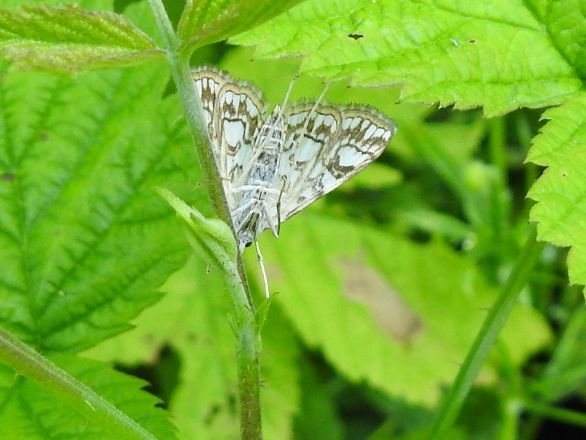 Elophila nymphaeata - tarka vízimoly