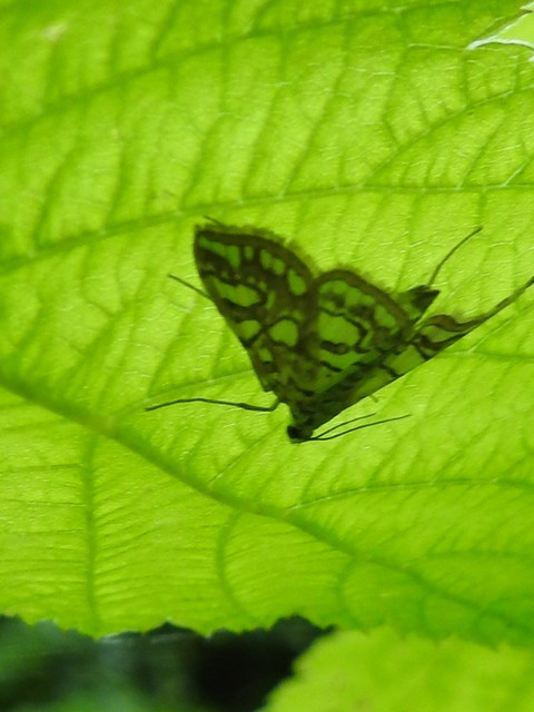 Elophila nymphaeata - tarka vízimoly