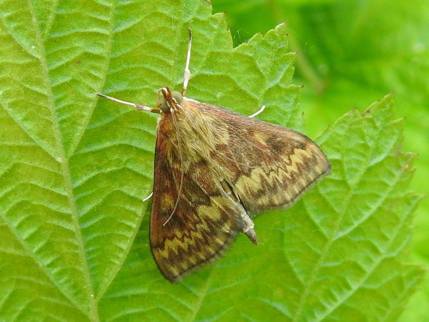 Ostrinia nubilalis - kukoricamoly