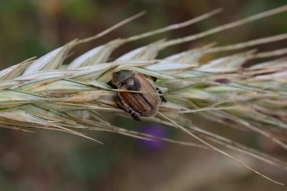 Chaetopteroplia segetum - rozsszipoly