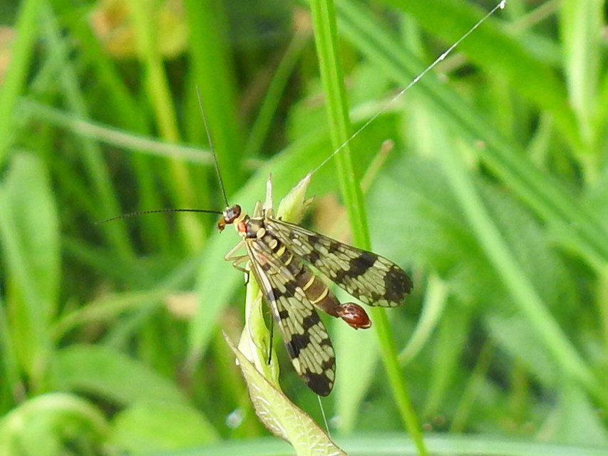 Panorpa vulgaris