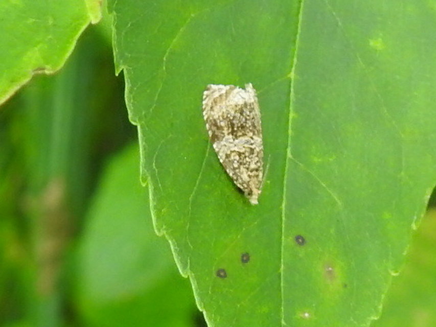 Celypha lacunana - vízparti tükrösmoly