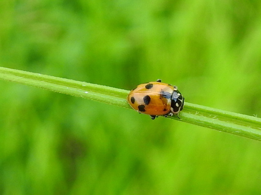 Hippodamia variegata - tizenhárompettyes katica