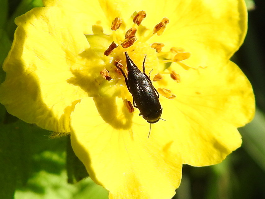 Mordellidae - marókafélék