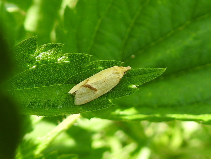 Agapeta hamana - közönséges sárgamoly