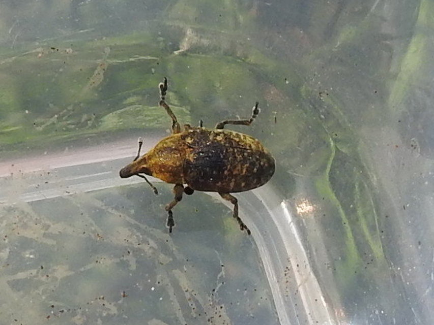 Larinus turbinatus - kúposorrú púderbarkó