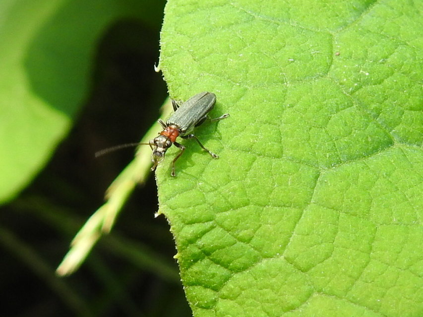 Oedemera croceicollis - pirostorú álcincér