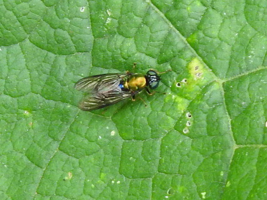 Chloromyia formosa - közönséges fémeslégy