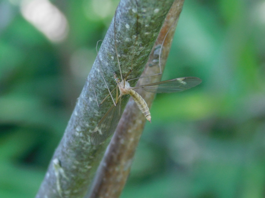 Tipula