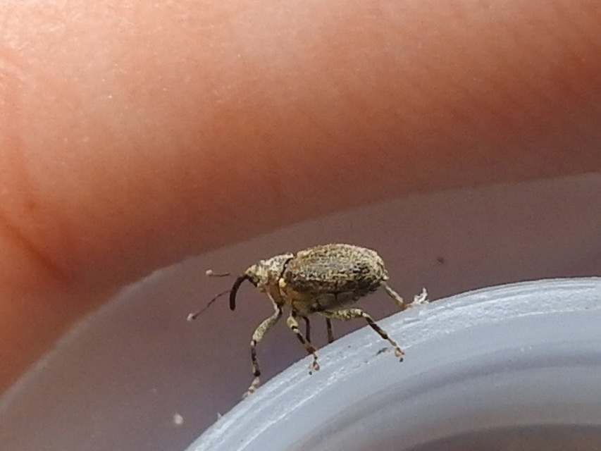 Ceutorhynchus pallidactylus - szőrös repce-ceutormányos
