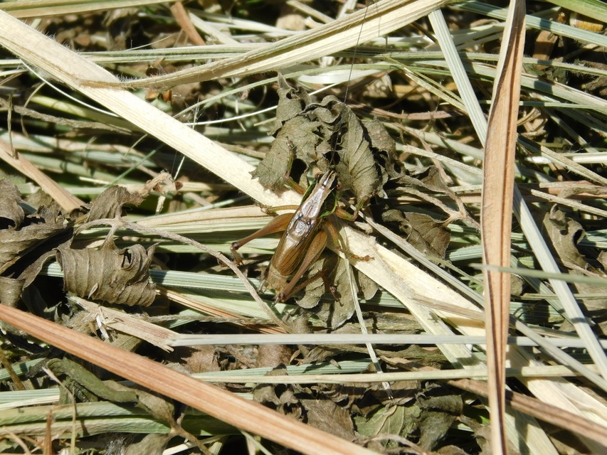Roeseliana roeselii - Rösel-rétiszöcske
