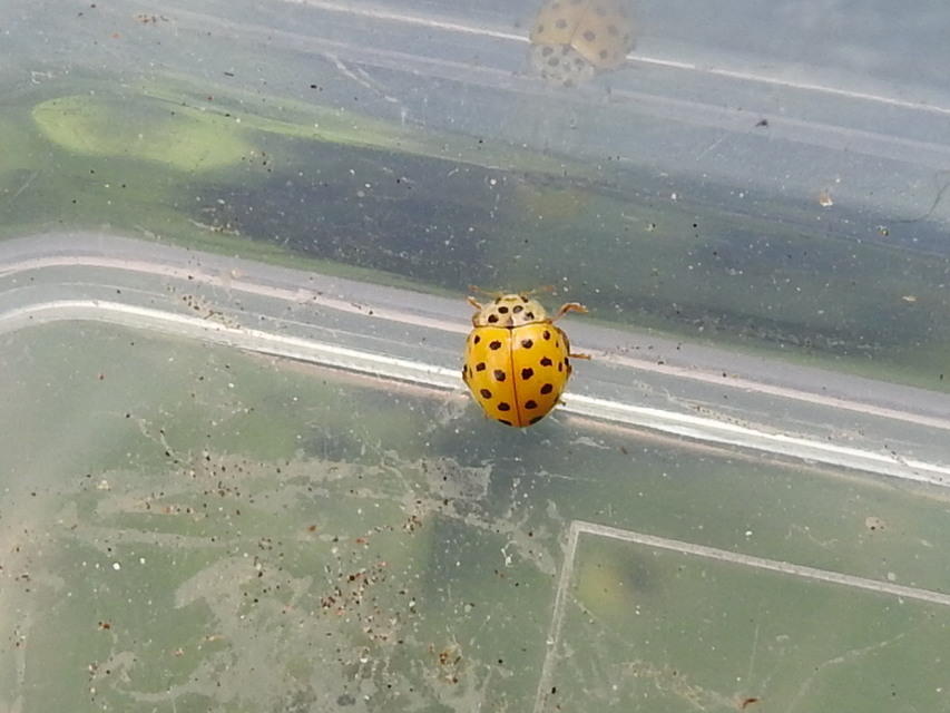 Psyllobora vigintiduopunctata - huszonkétpettyes katica