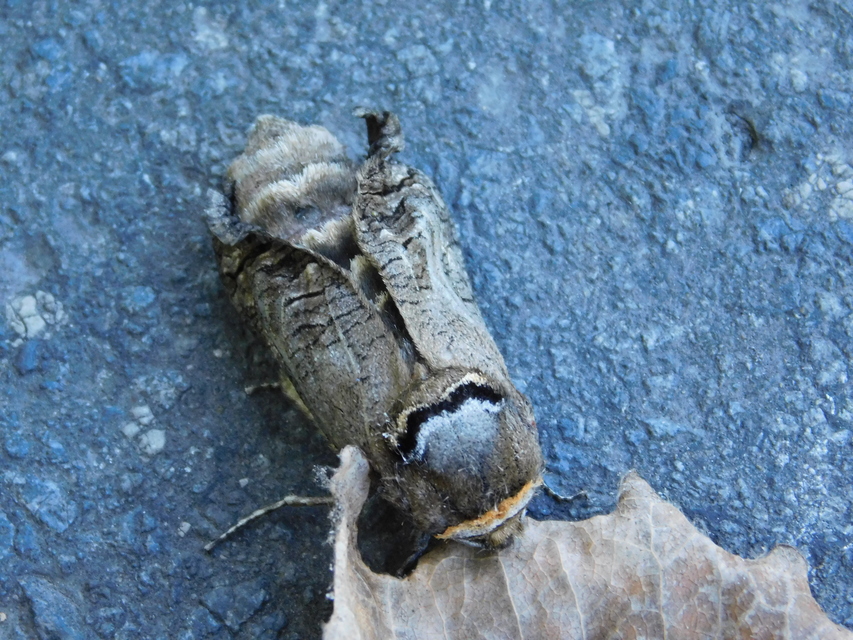 Cossus cossus - fűzfarontólepke