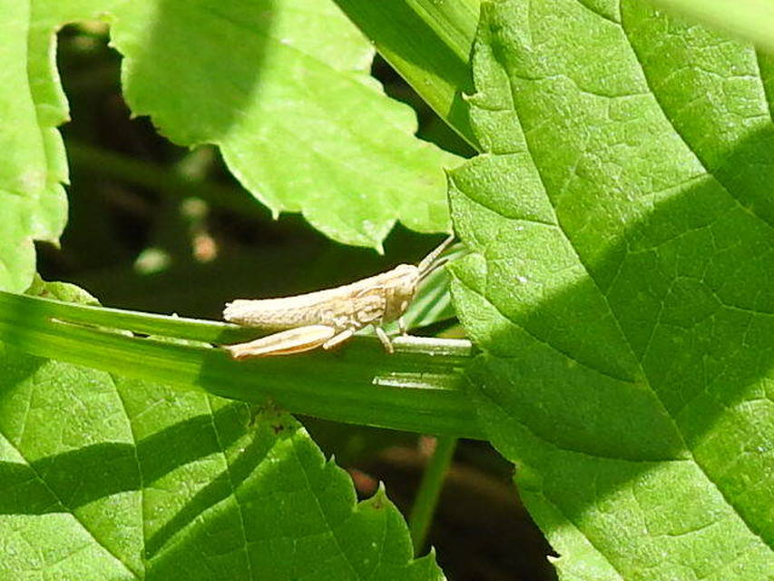 Chorthippus (Chorthippus) (subgenus)