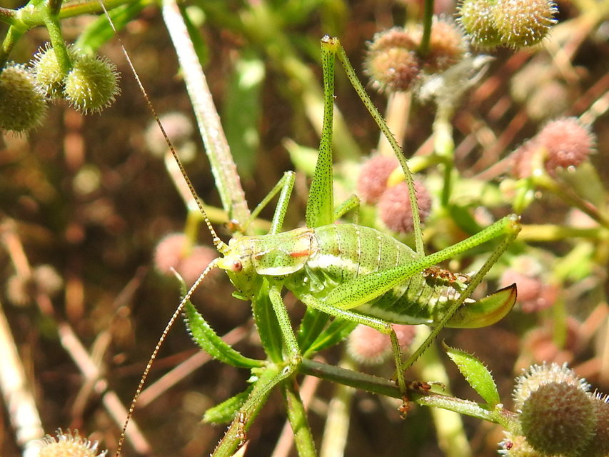 Leptophyes albovittata - közönséges virágszöcske