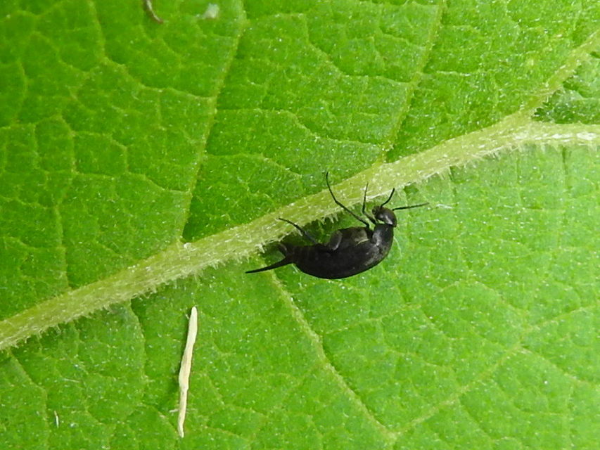 Mordellidae - marókafélék