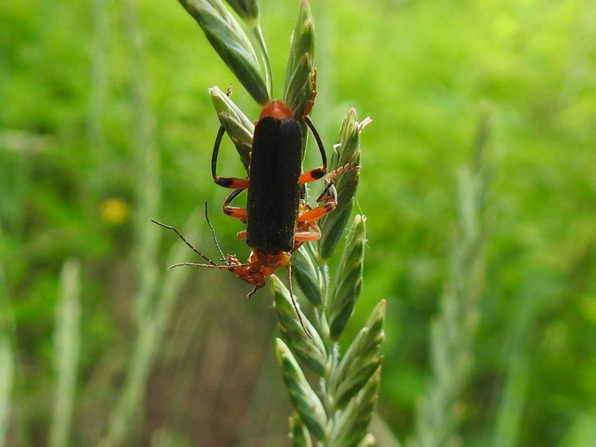 Cantharis livida - mezei lágybogár