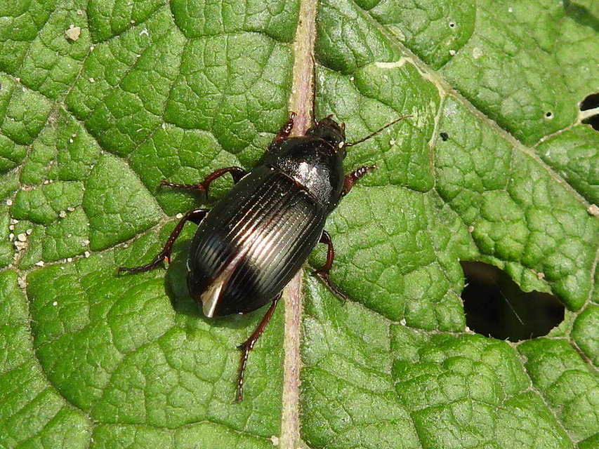 Zabrus tenebrioides - gabonafutó