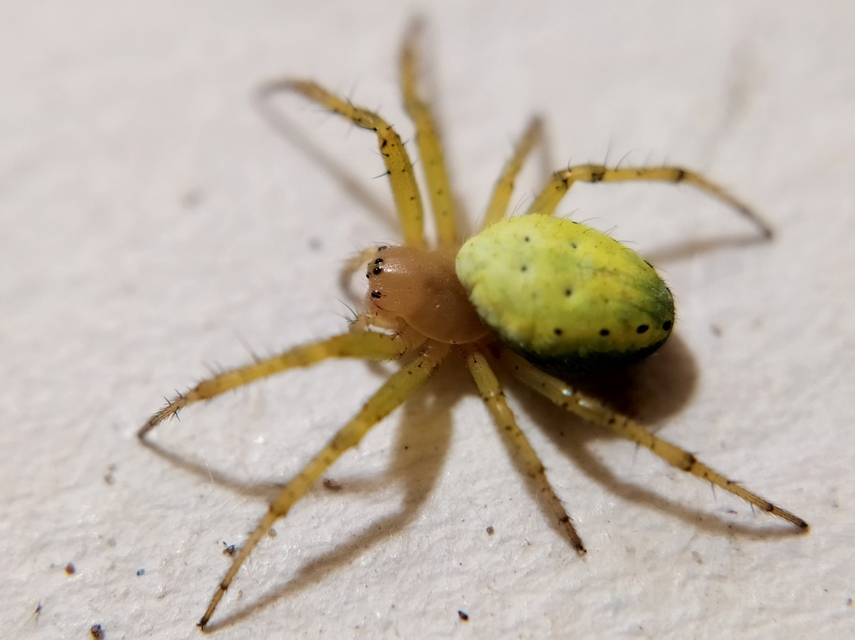 Araniella cucurbitina - zöld keresztespók