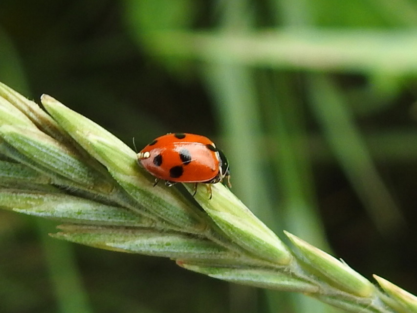 Hippodamia variegata - tizenhárompettyes katica