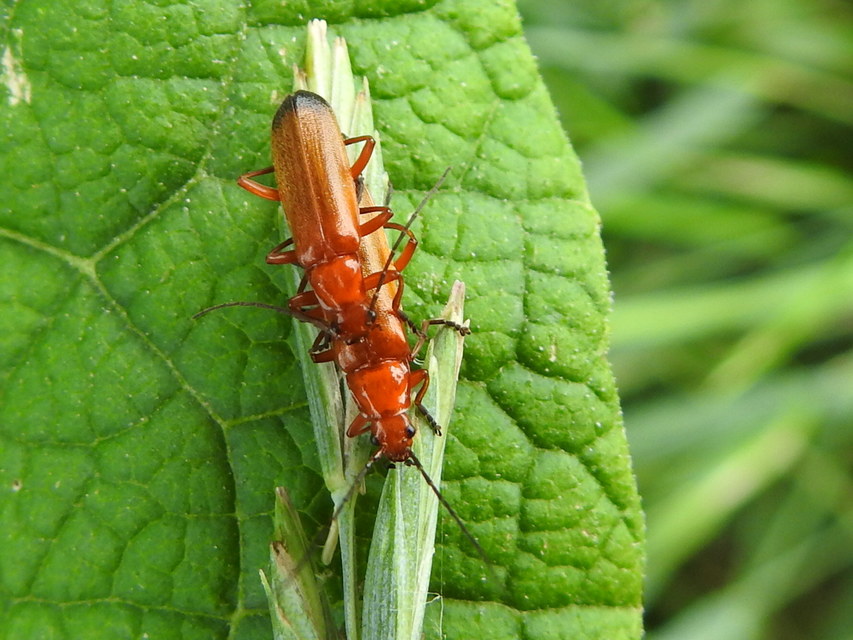 Rhagonycha fulva - feketevégű lágybogár