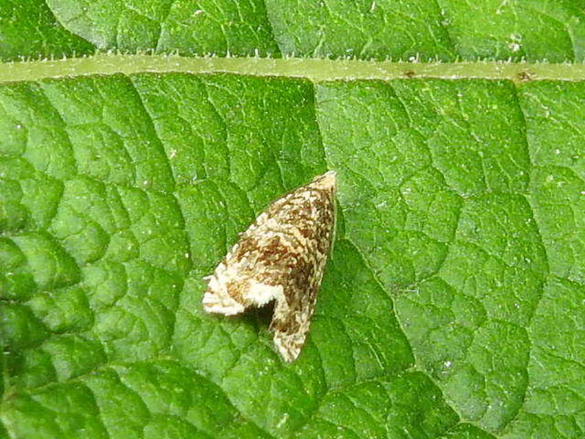 Celypha lacunana - vízparti tükrösmoly