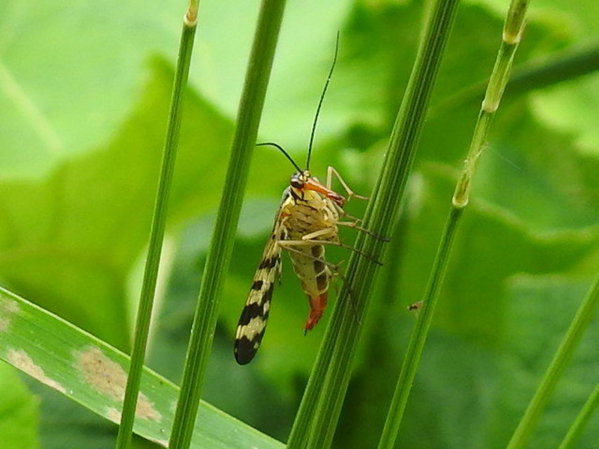 Panorpa vulgaris