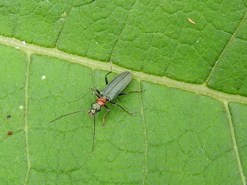 Oedemera croceicollis - pirostorú álcincér