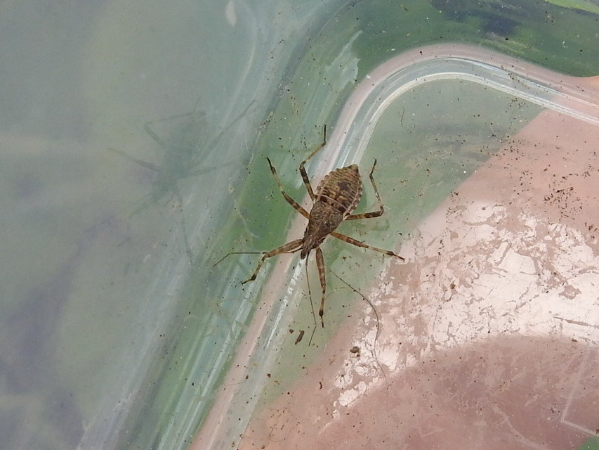 Himacerus