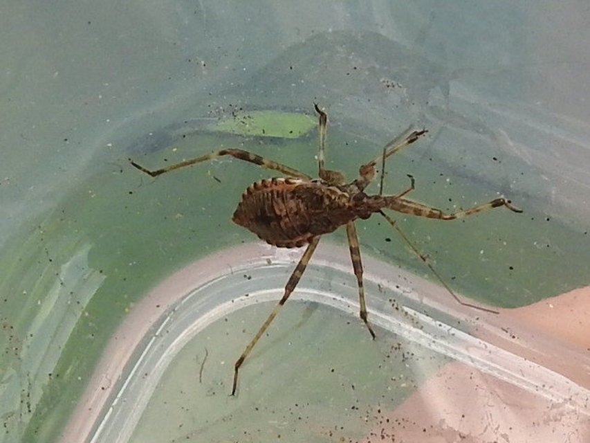 Himacerus
