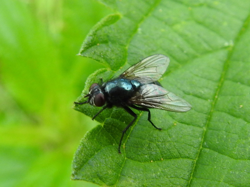 Muscidae - igazi legyek