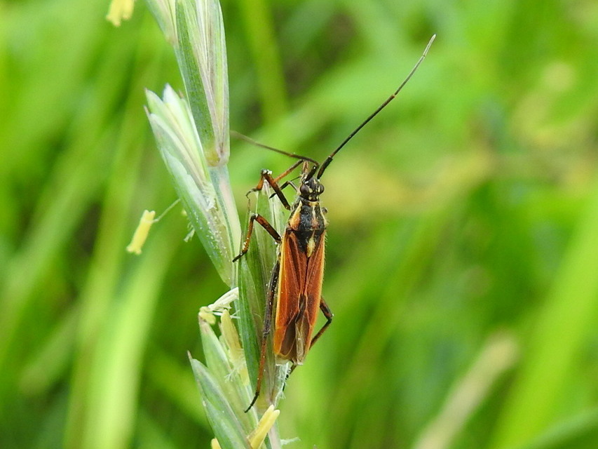 Leptopterna dolabrata - közönséges mezeipoloska