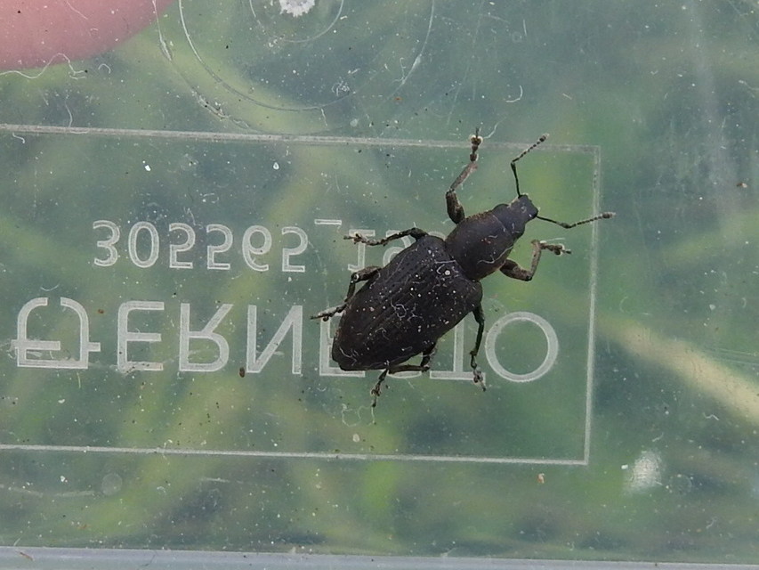 Tanymecus palliatus - közönséges hegyesfarúbarkó