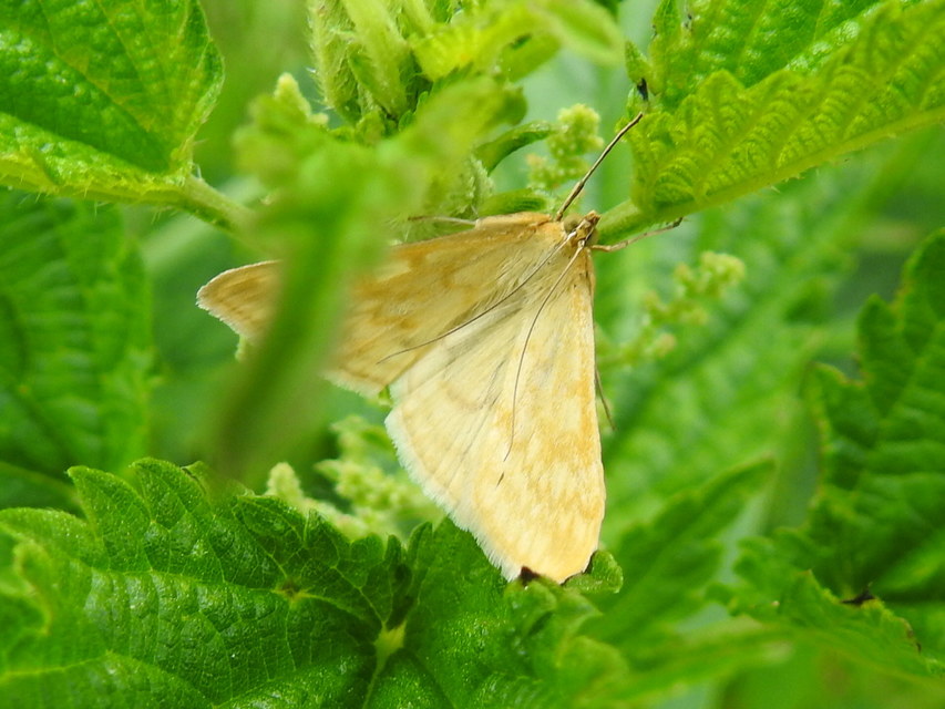Sitochroa verticalis - világossárga dudvamoly