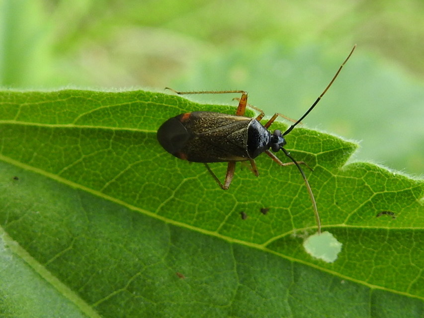 Adelphocoris seticornis - szegélyes mezeipoloska